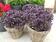 Ocimum basilicum - Basil Purple Ball 300 seeds - 1/3