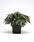 Begonia hybrida Gryphon 100 pellets - 1/4