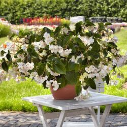 Begonia int. Dragon Wing® White F1 250 pellets