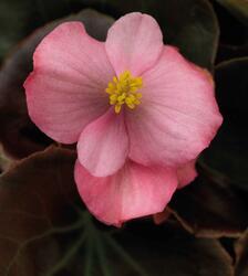 Begonia semp. Nightlife Pink F1 1000 pelet
