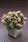 Begonia semp. Fiona Pink F1 500 pellets - 1/2