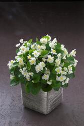 Begonia semp. Fiona™ White F1 500 pellets