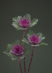 Brassica o. Crane Feather Queen F1 250 seeds
