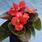 Begonia semp. Broumov F1 1/16g - 1/2