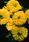 Calendula officinalis Bon Bon yellow 500 seeds - 1/2