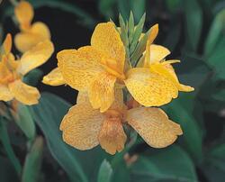 Canna g. Tropical Yellow  F1 50 seeds - 1
