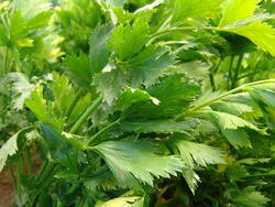 Celery leaf Jemny 5g