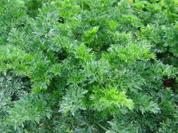 Celery leaf  Pikant 5g 