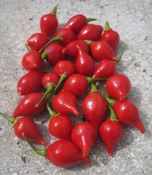Capsicum chinenese Button Red 100 seeds