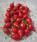 Capsicum chinense Button Red 100 semen - 1/3