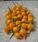 Capsicum chinense Button Yellow 100 seeds - 1/3