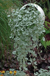 Dichondra argenta Silver Falls 100 seeds