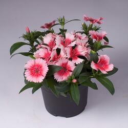 Dianthus int. Chiba™ Strawberry F1 200 seeds
