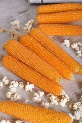 Popcorn maize Dobosz F1 50g