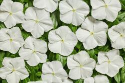 Catharanthus r. Volcano White F1 250 seeds