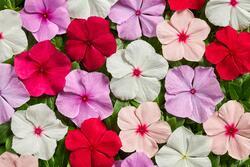 Catharanthus r. Volcano Mix F1 250 seeds