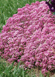 Lobularia m. Easter Bonnet Deep Pink 3000 semen