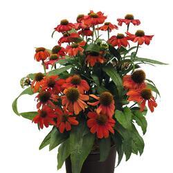 Echinacea purp. PollyNation Orange Red100 seeds