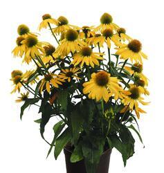 Echinacea purp. PollyNation Yellow 100 seeds