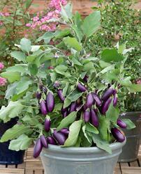 Eggplant/Aubergine Jewel Amethyst 100 seeds - 1