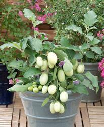 Eggplant/Aubergine Jewel Jade 100 seeds - 1