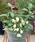 Eggplant/Aubergine Jewel Jade 100 seeds - 1/2
