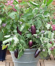 Eggplant/Aubergine Jewel Jet 100 seeds - 1