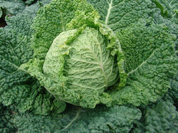 Savoy cabbage Entira F1 10g
