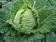 Savoy cabbage Entira F1 10g - 1/2