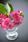 Begonia semp. Fiona Rose F1 500 pelet - 1/2