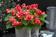 Begonia semp. Fiona Red F1 500 pellets - 1/2