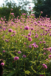 Gomphrena pulchella Fireworks 100 seeds