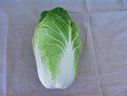 Chinese cabbage Forco F1 10g