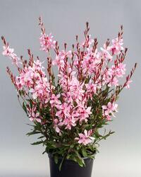 Gaura lindheimeri Emmeline Pink Bouquet 250s