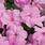 Impatiens w. Accent Premium Pink F1 250 seeds - 1/3