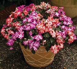 Impatiens w. Accent Colored Stars  Mix F1 250 seed - 1