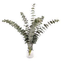 Eucalypthus cinerea Silver Dollar 150 seeds