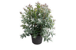 Eucalyptus globulus StyX 150 semen - 1