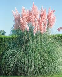 Cortaderia selloana Pink Feather 0,25g