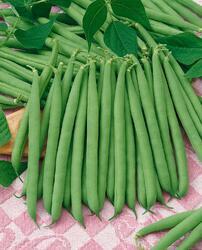 Field bean Bolero 20g /green legume