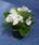 Begonia semp. Olomouc F1 2000 seeds - 1/2