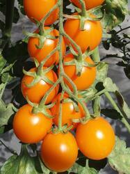 Pole tomato Orano F1 1g