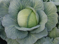 Cabbage Polar 10g