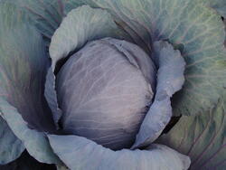 Cabbage Pourovo červené (Pour's Red) 10g