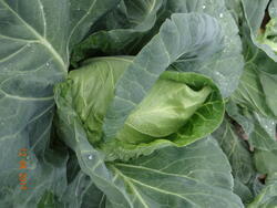 Cabbage Pylon F1 1000 seeds