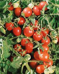 Bush-like tomato Dalimil 5g