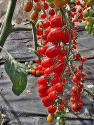 Pole tomato Mandat F1 100 seeds