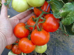 Pole tomato Palava  F1 5g - 1