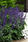 Salvia Interspecific Big Blue 100 seeds - 1/3