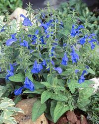 Salvia patens Patio Deep Blue 100 semen